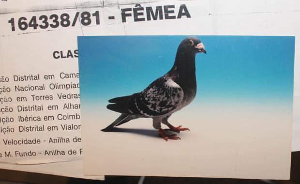Columbofilia: Pombos-correios mostram-se em Tavira - Modalidades